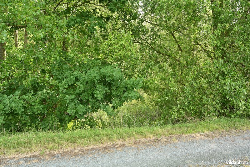 Demervallei: Molenstedebroek