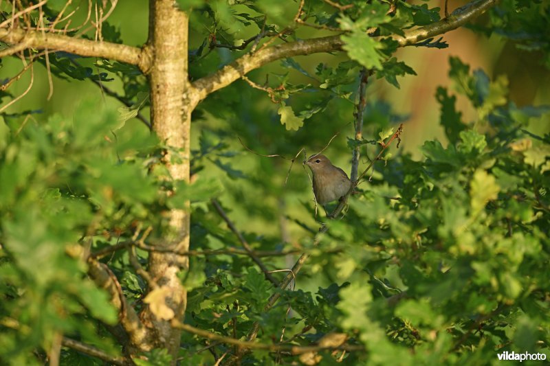 Nestbouwende Tuinfluiter
