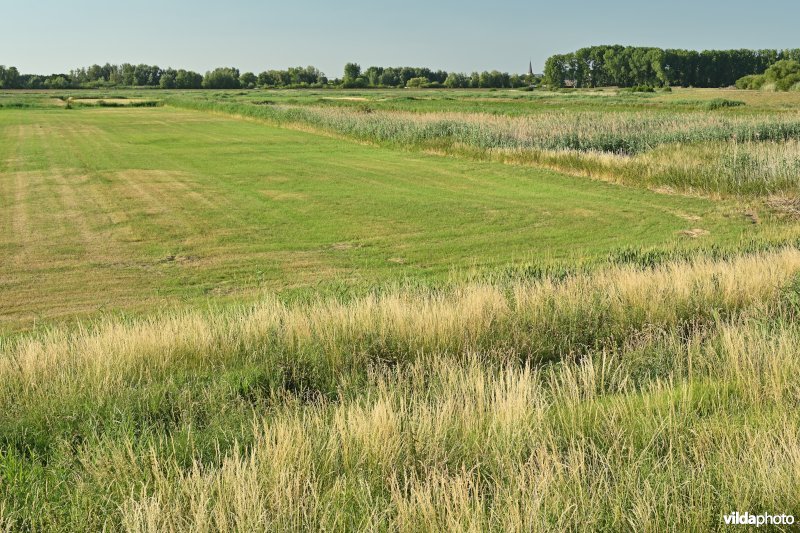 Vlassenbroekse polder 