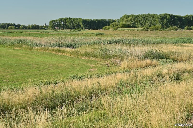 Vlassenbroekse polder 