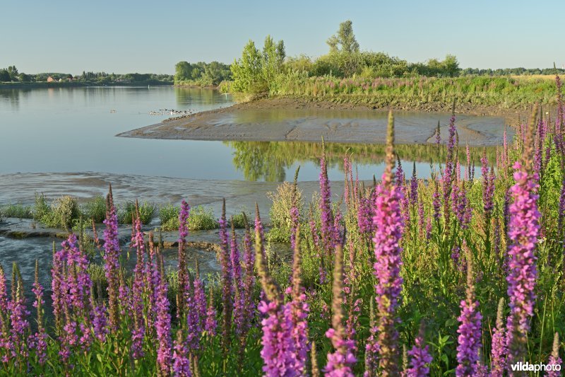 Schelde aan Kleine Wal