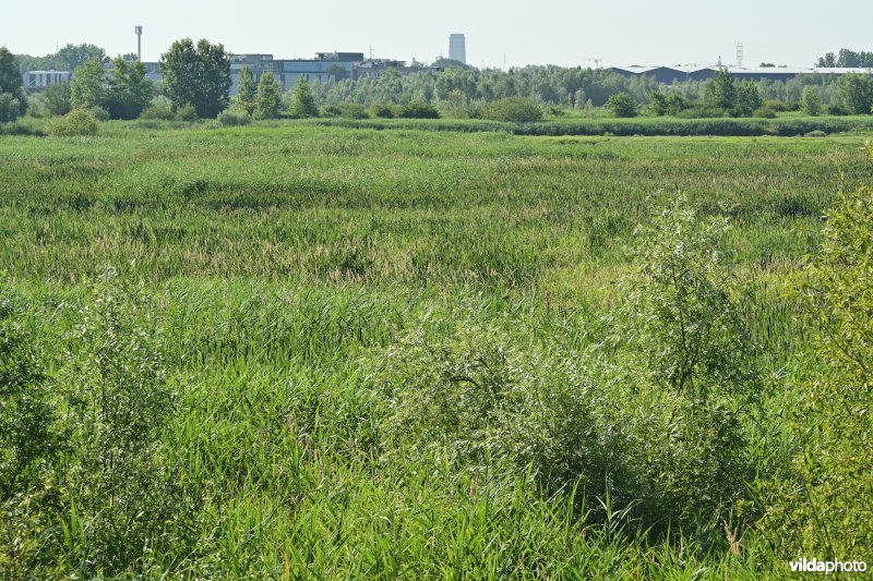 Zennegat