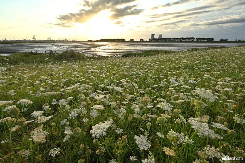 Hedwige-Prosperschor