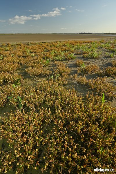 Goudknopje in het Hedwige-Prosperschor 