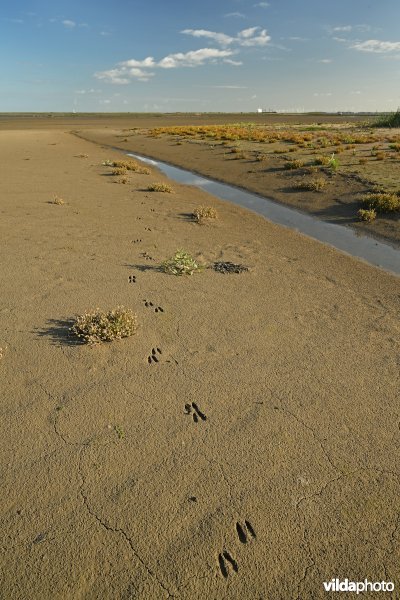 Hedwige-Prosperschor