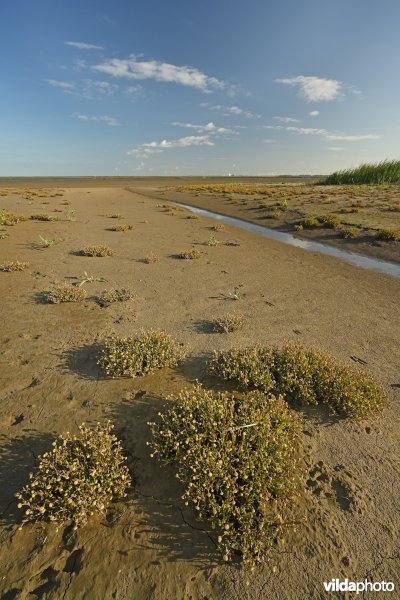 Hedwige-Prosperschor