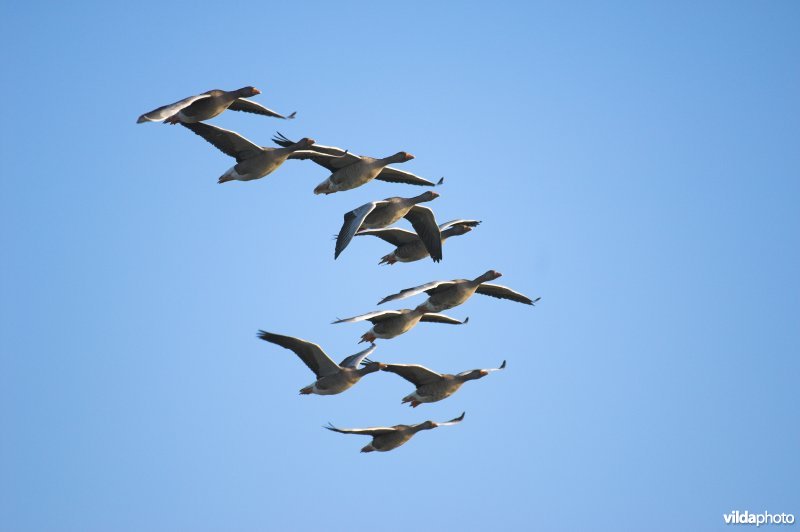 Groepje Grauwe Ganzen in vlucht