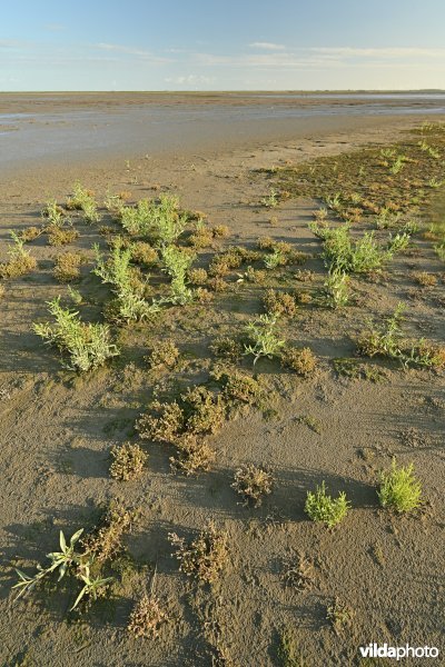 Hedwige-Prosperschor