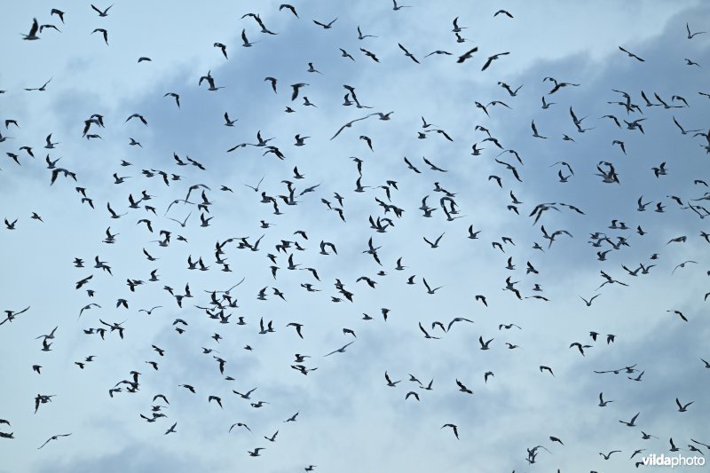 Grote zwerm Kokmeeuwen in vlucht