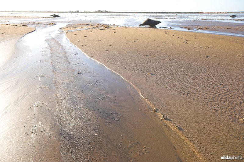Sporen Grijze zeehond