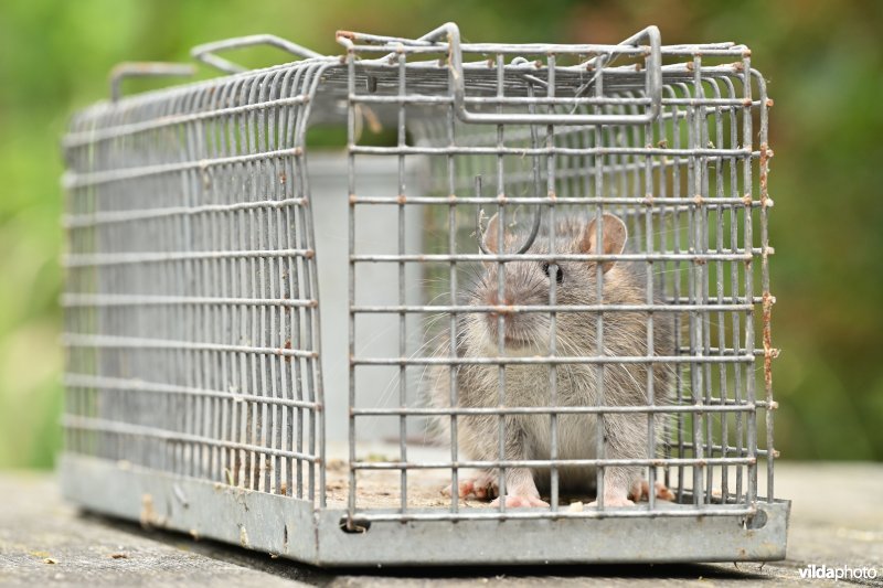 Bruine rat in val 