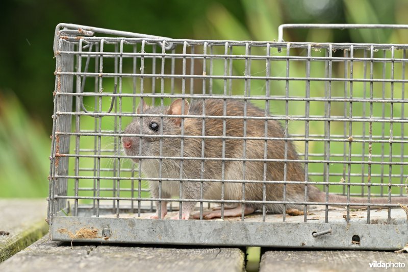 Bruine rat in val 