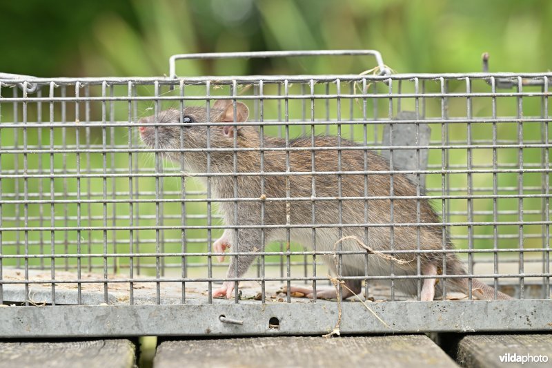 Bruine rat in val 