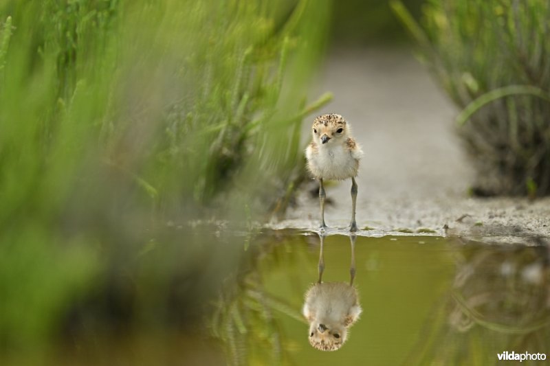 Juveniele Strandplevier