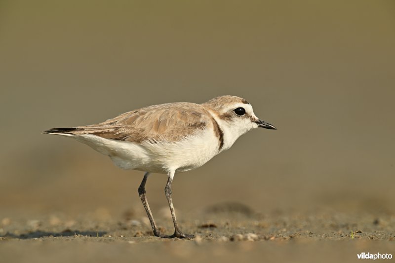 Strandplevier