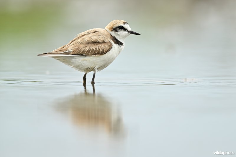 Strandplevier