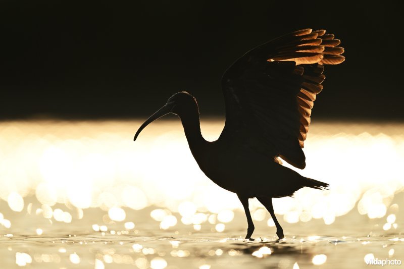 Zwarte ibis