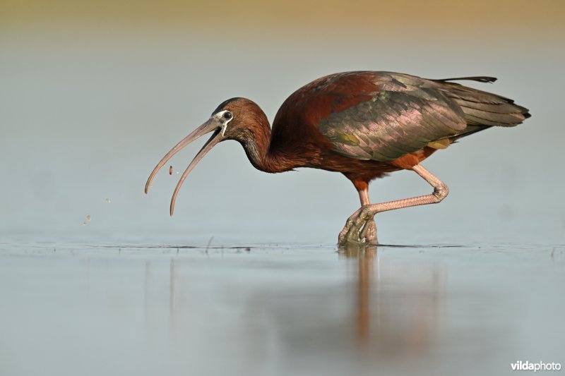 Zwarte ibis