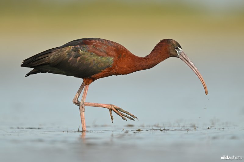 Zwarte ibis