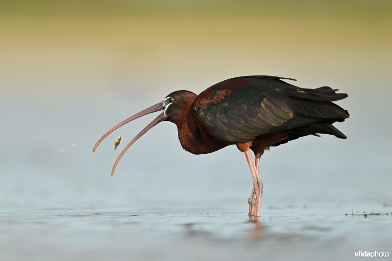 Zwarte ibis