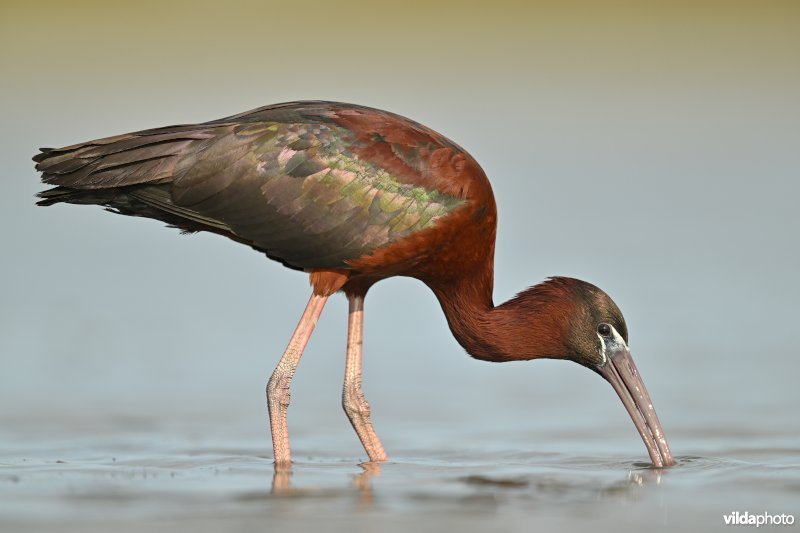 Zwarte ibis