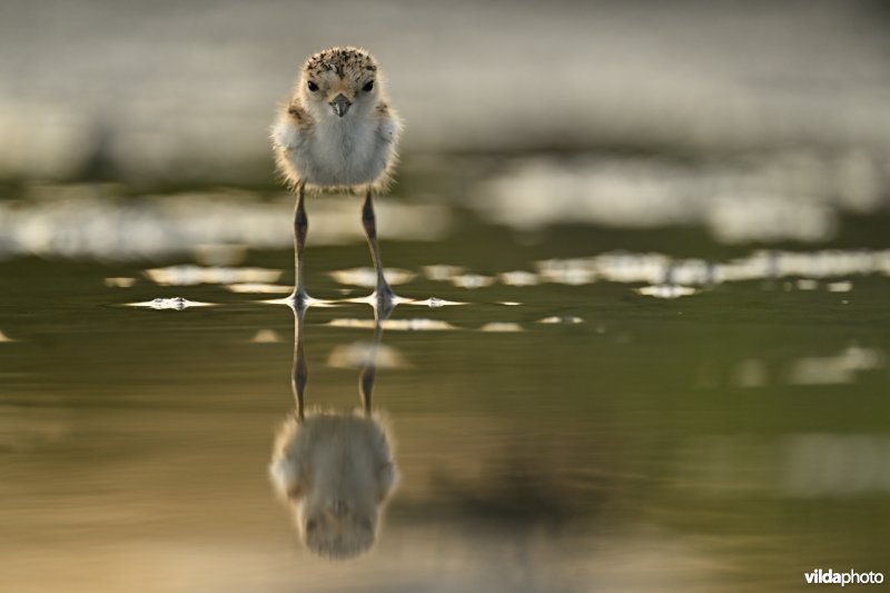 Juveniele Strandplevier