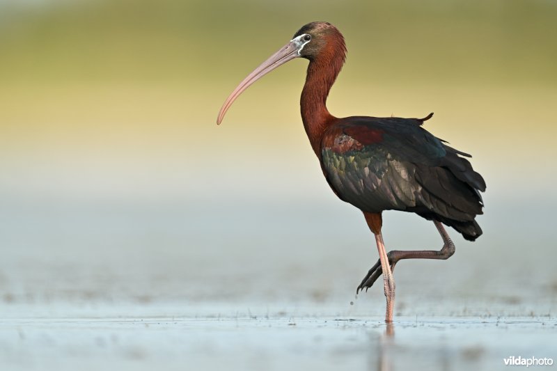 Zwarte ibis