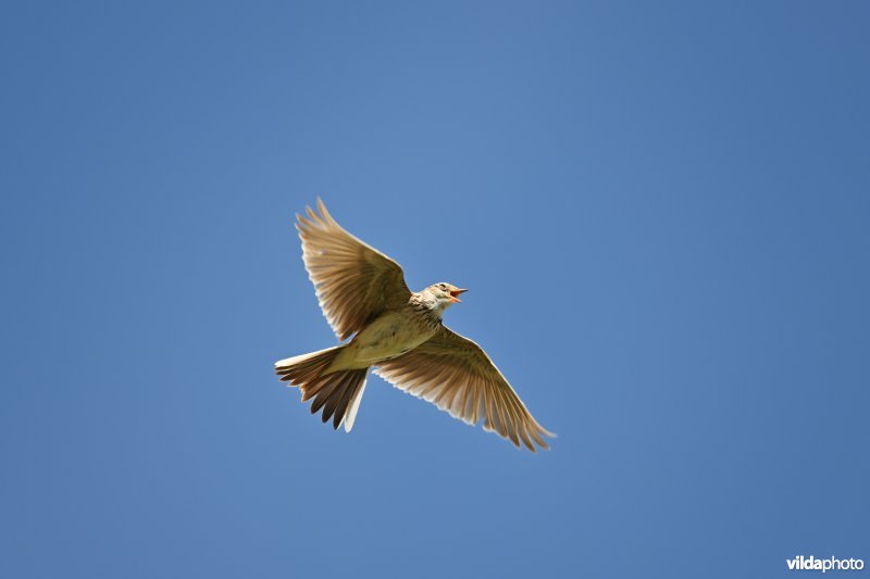 Zingende Veldleeuwerik