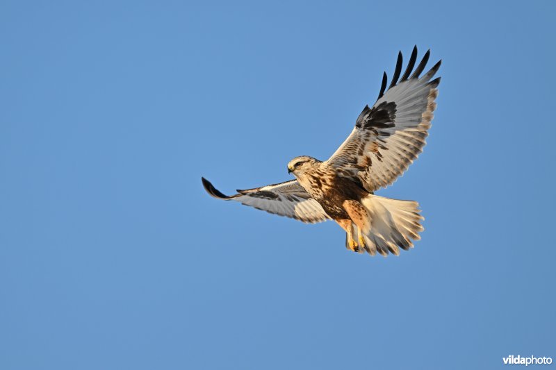 Ruigpootbuizerd