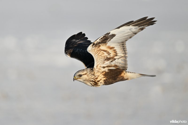 Ruigpootbuizerd