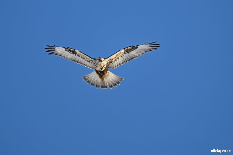 Ruigpootbuizerd