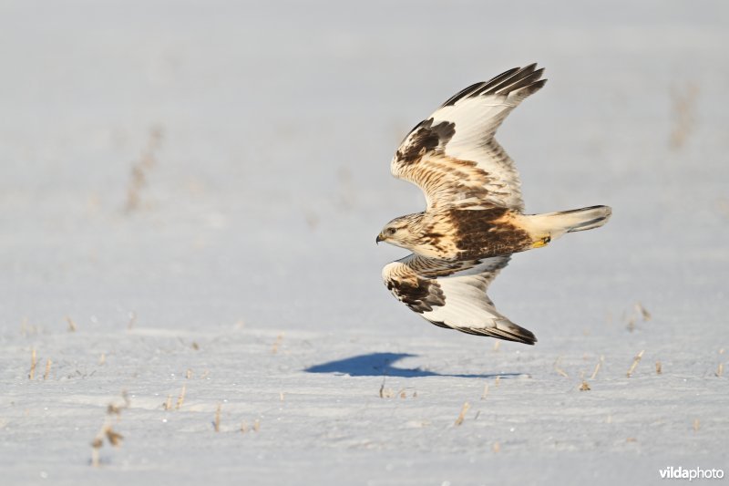 Ruigpootbuizerd
