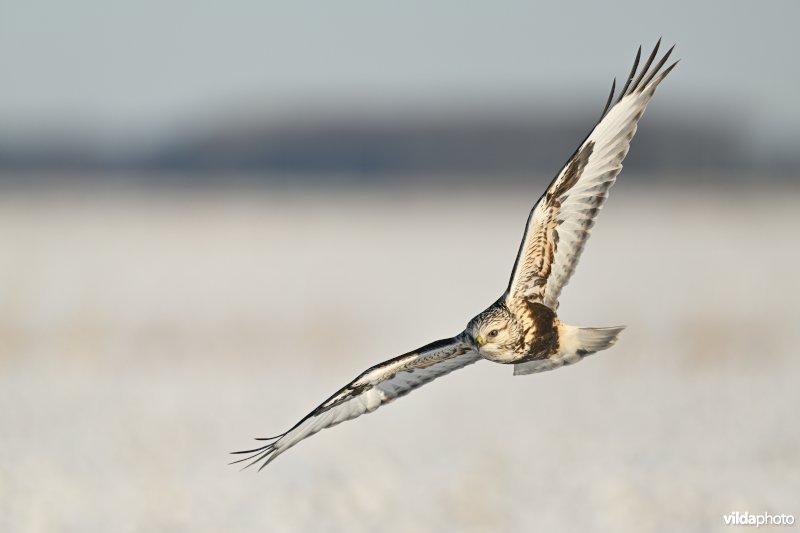 Ruigpootbuizerd