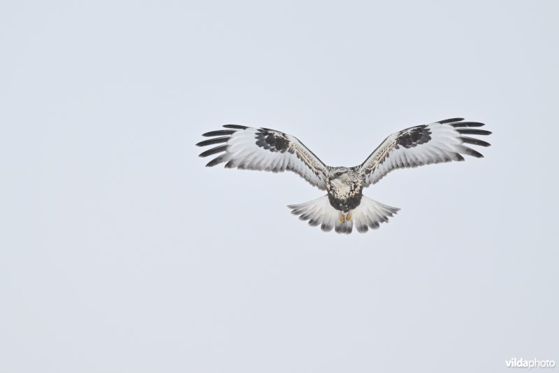 Ruigpootbuizerd