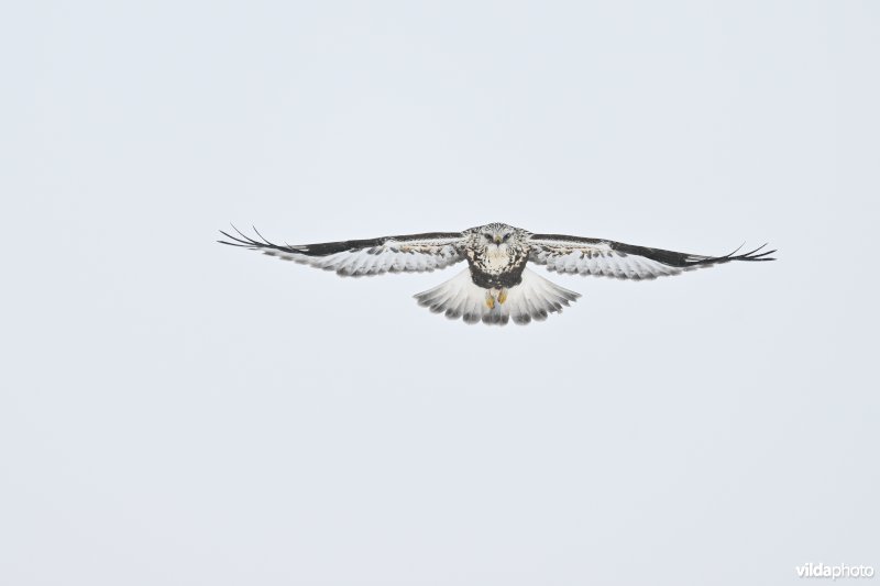 Ruigpootbuizerd