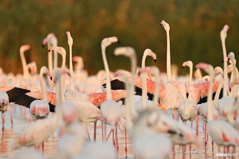 Flamingo