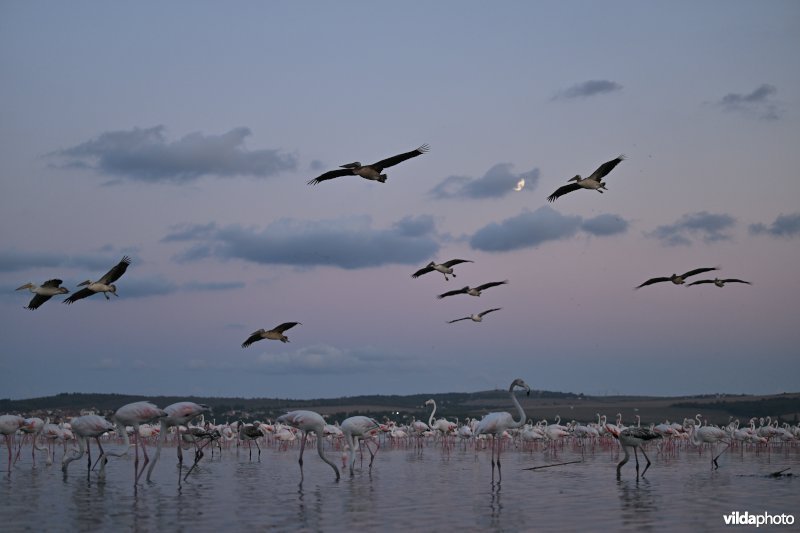 Roze pelikaan en Flamingo's