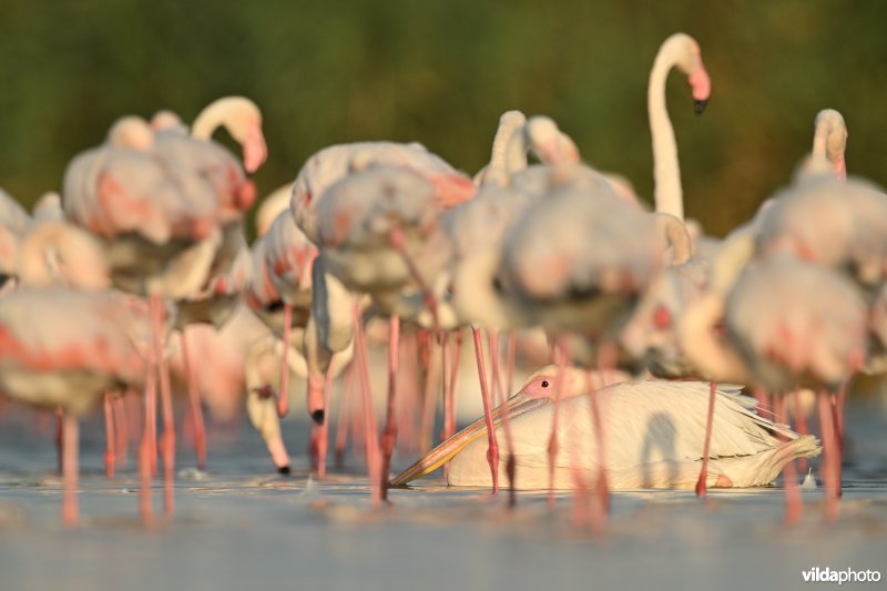 Roze pelikaan tussen Flamingo's