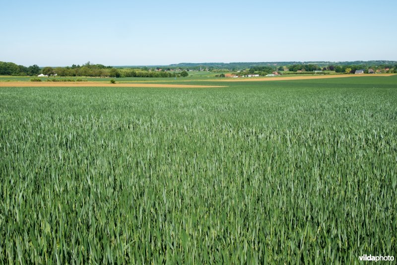 Landbouwlandschap op het leemplateau
