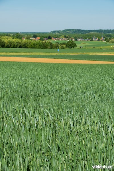 Landbouwlandschap op het leemplateau