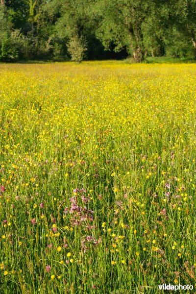 Bloemrijk vochtig grasland