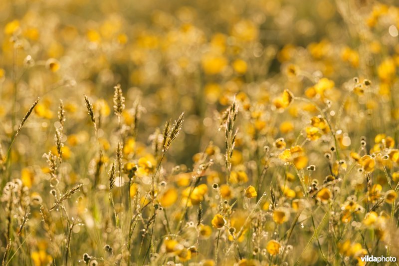 Boterbloemen bij zonsopgang