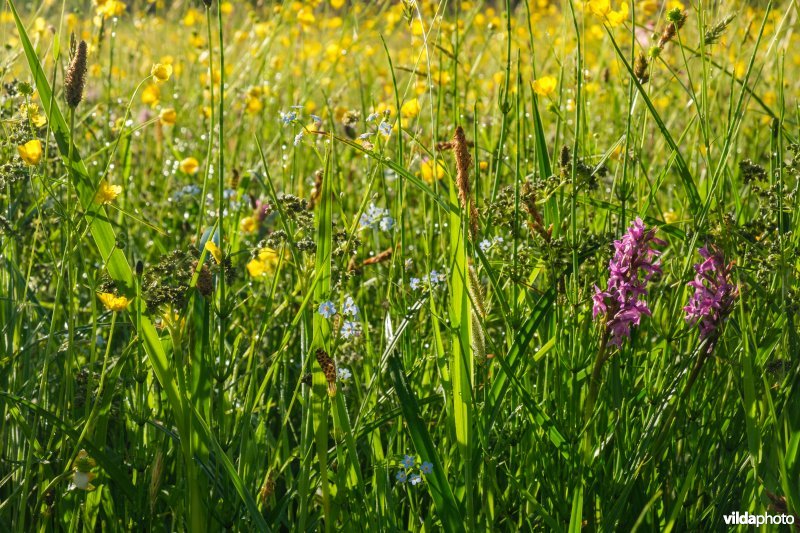 Bloemrijk vochtig grasland