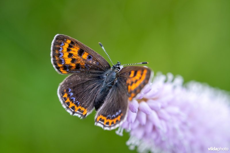 Blauwe vuurvlinder op adderwortel