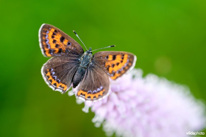 Blauwe vuurvlinder op adderwortel