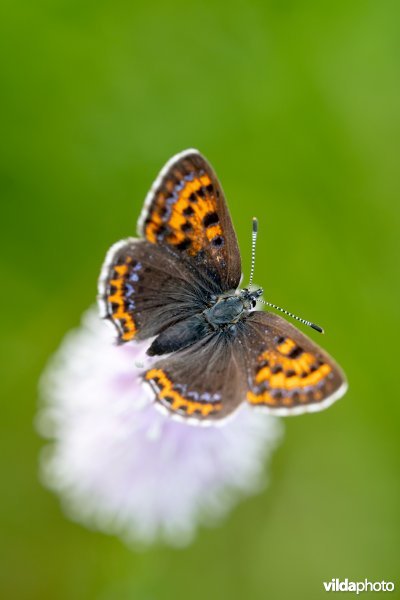 Blauwe vuurvlinder op adderwortel