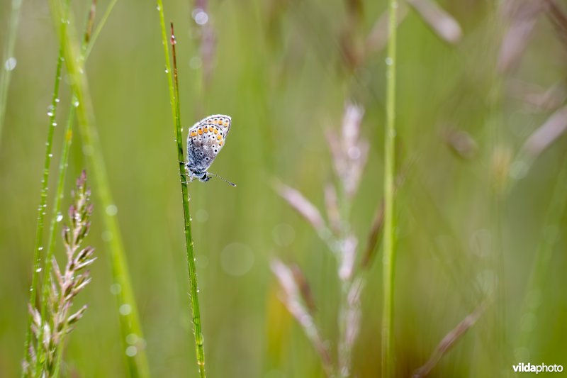 Bruin blauwtje in een grasland