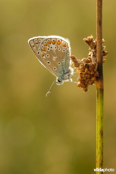 Icarusblauwtje