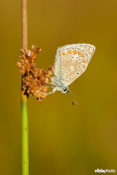 Icarusblauwtje