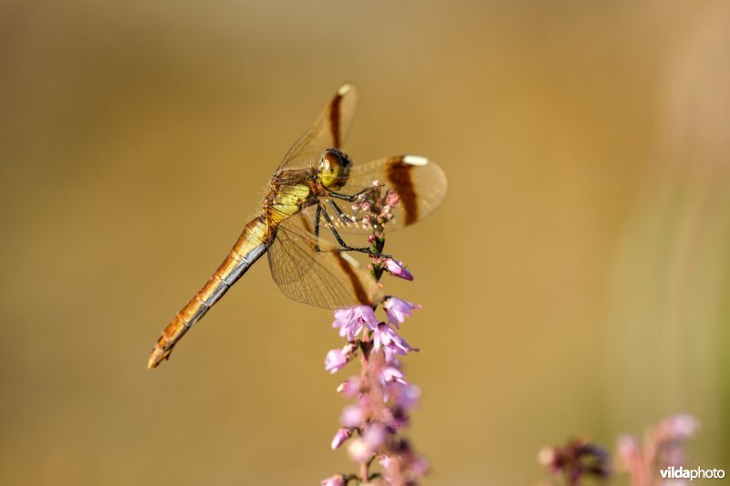 Bandheidelibel